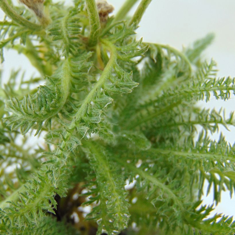 Achillea tomentosa (Foliage)