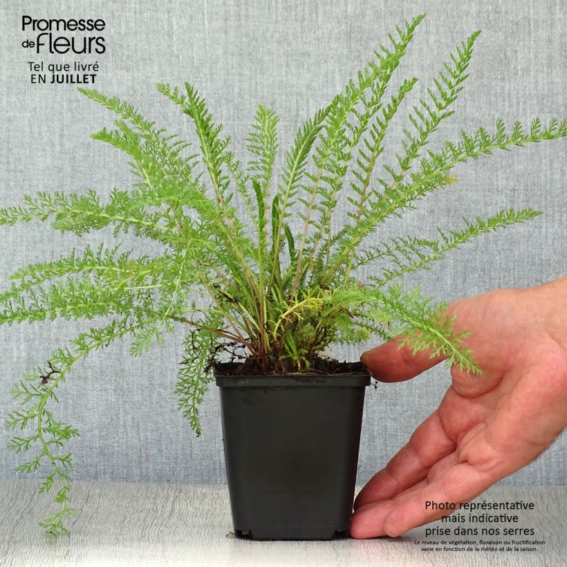 Achillea tomentosa 8/9 cm pot sample as delivered in summer