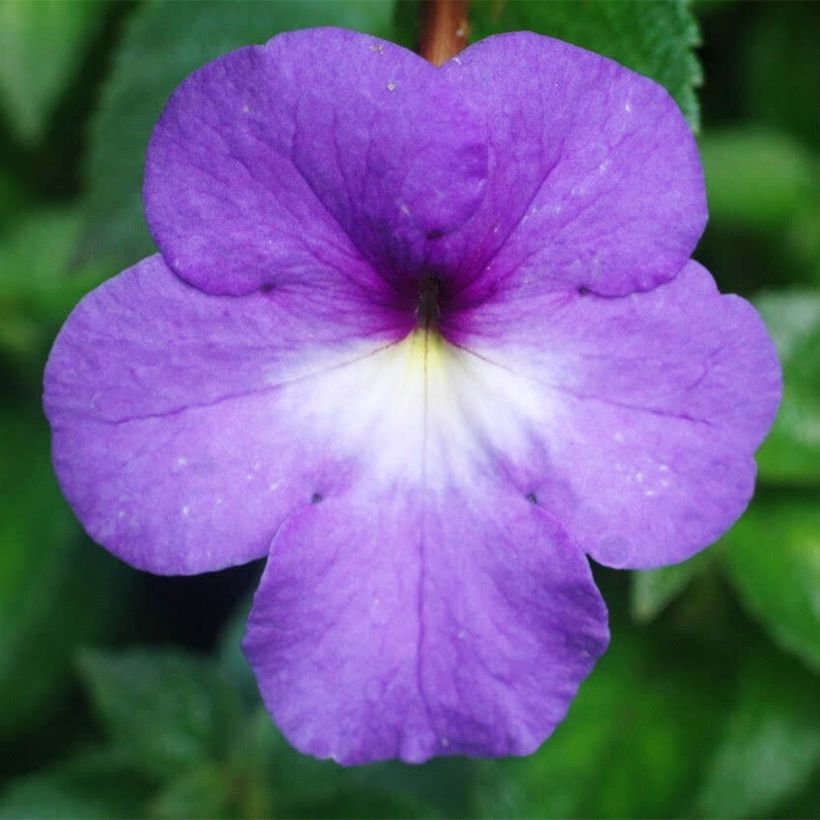 Achimene Blue - Magic Flower (Flowering)