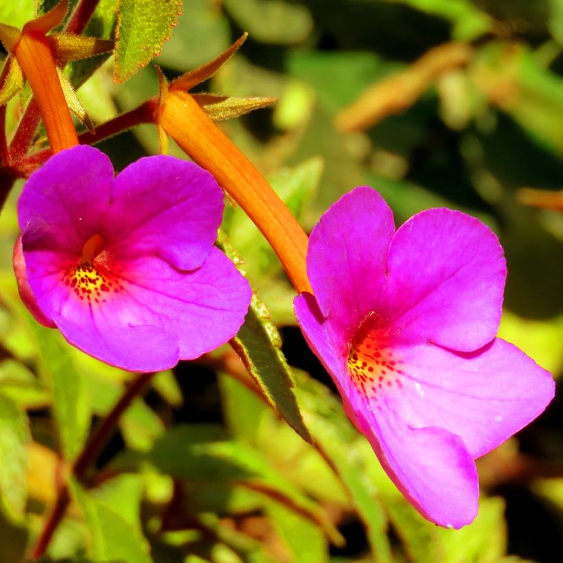 Achimenes Pink - Magic Flower (Flowering)