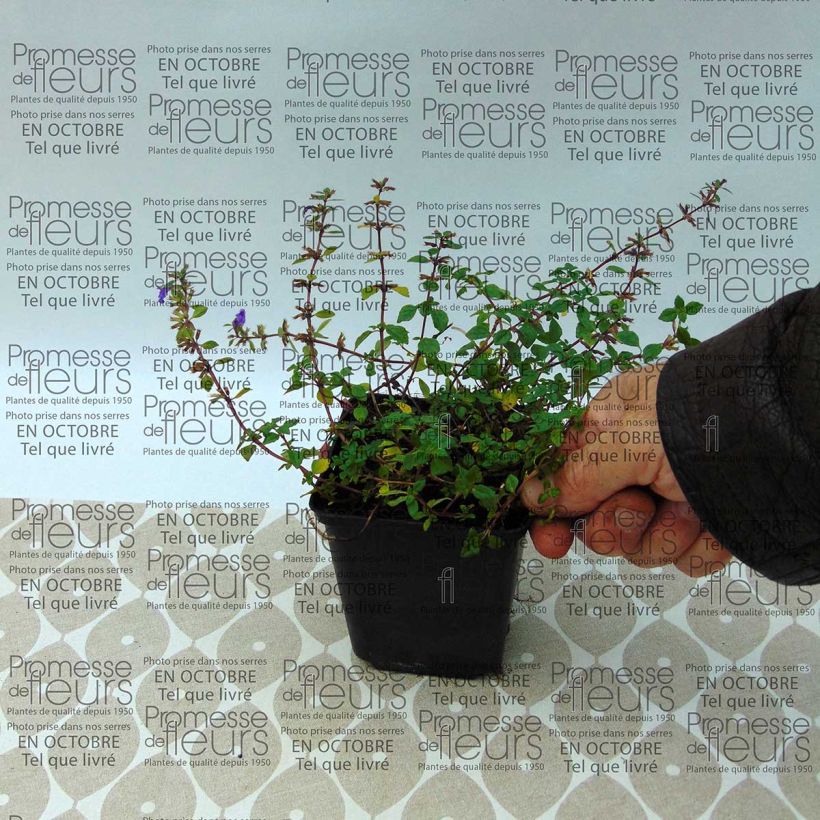 Example of Acinos alpinus 8/9 cm pot specimen as delivered