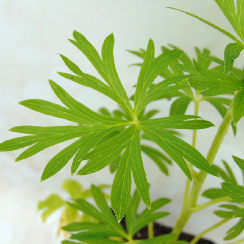 Aconitum napellus subsp. napellus Schneewittchen (Foliage)