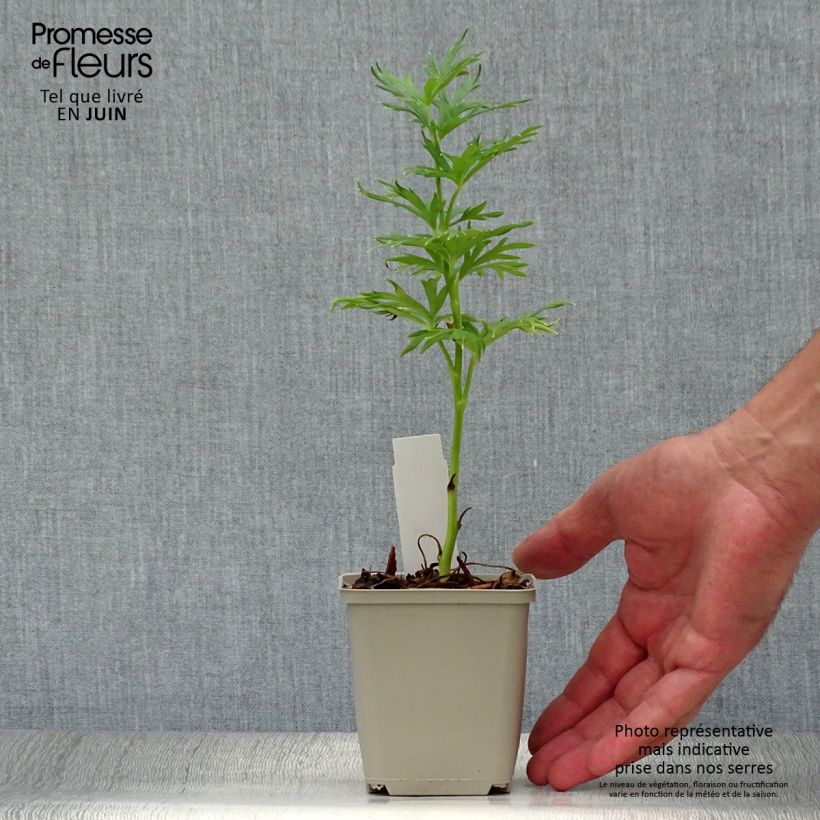 Aconitum napellus subsp. napellus Schneewittchen 8/9 cm pot sample as delivered in summer