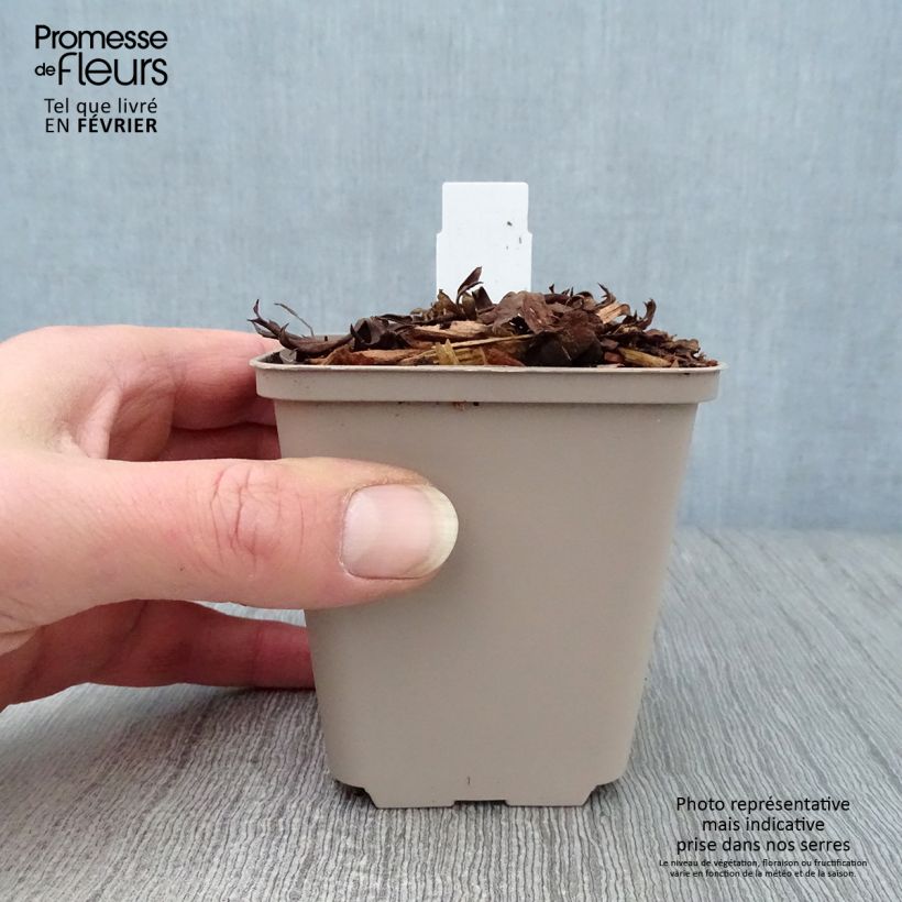 Aconitum Stainless Steel 8/9 cm pot sample as delivered in winter
