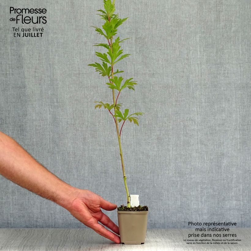 Aconitum carmichaelii Arendsii 8/9 cm pot sample as delivered in summer