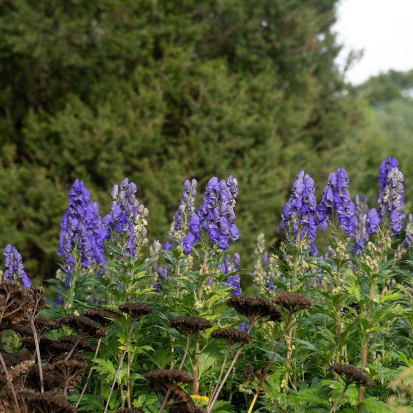 Aconitum carmichaelii Arendsii (Plant habit)