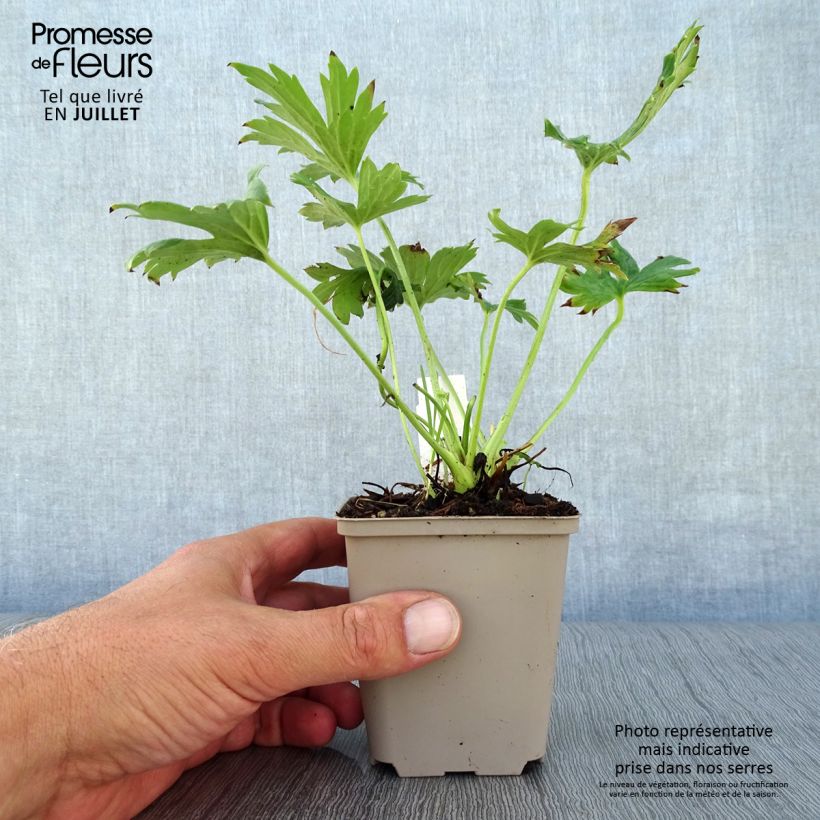 Aconitum septentrionale Ivorine 8/9 cm pot sample as delivered in summer