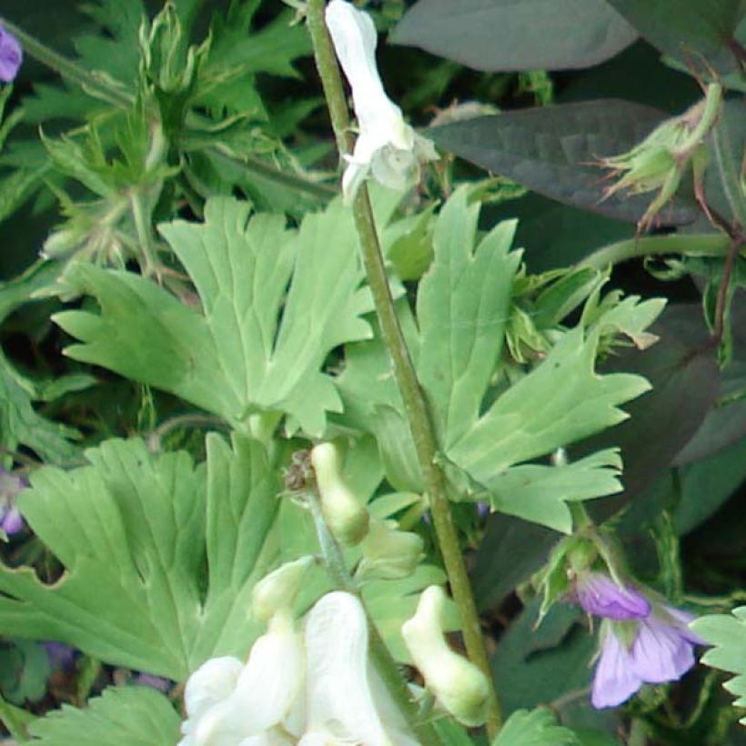 Aconitum septentrionale Ivorine (Foliage)