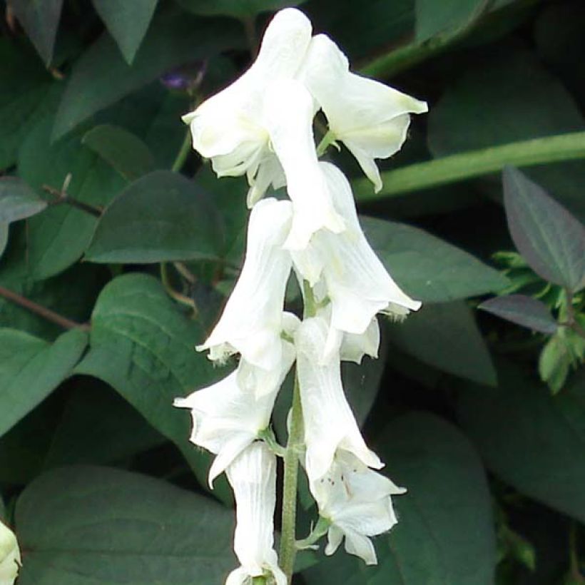 Aconitum septentrionale Ivorine (Flowering)