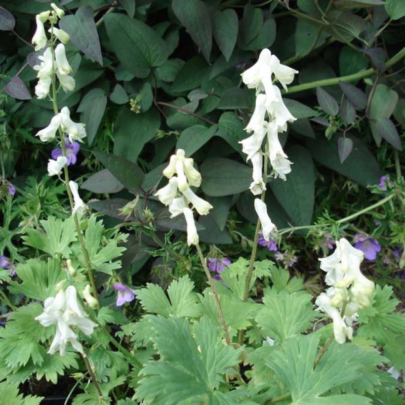 Aconitum septentrionale Ivorine (Plant habit)