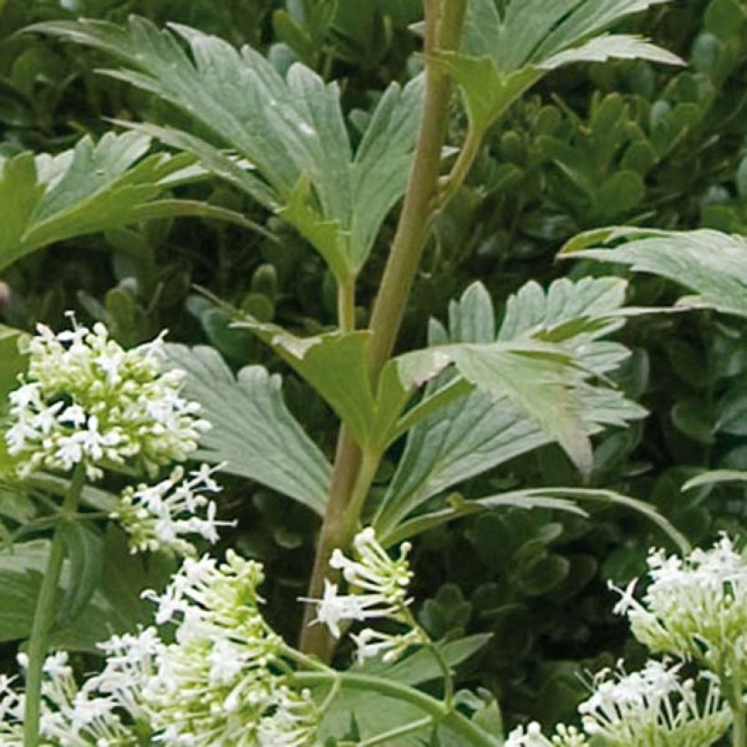 Aconitum carmichaelii Arendsii (Foliage)