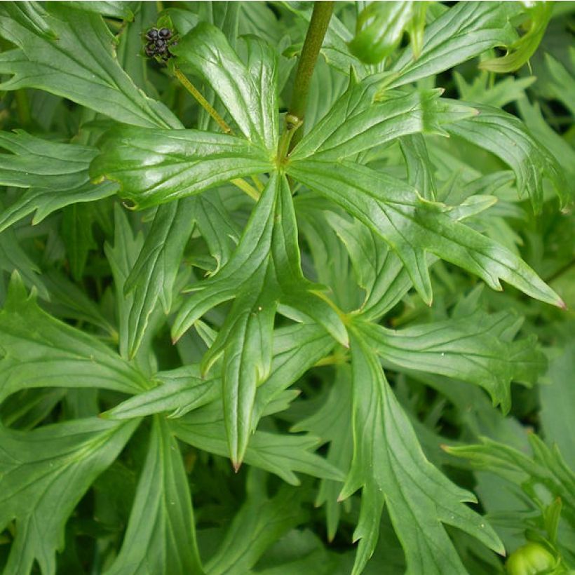 Aconitum henryi Sparks Variety (Foliage)