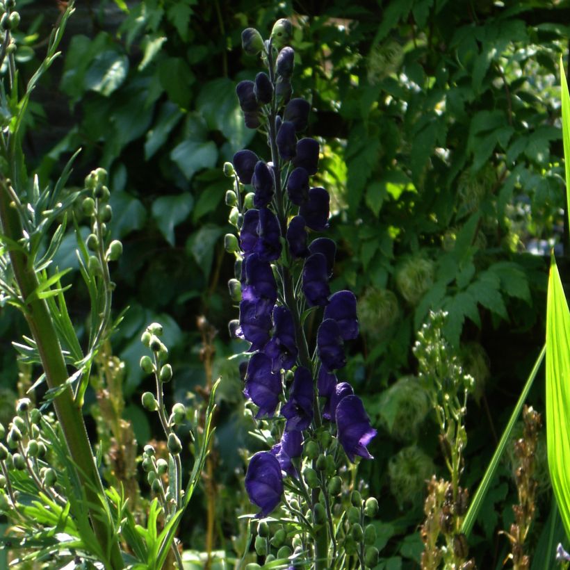 Aconitum henryi Sparks Variety (Plant habit)