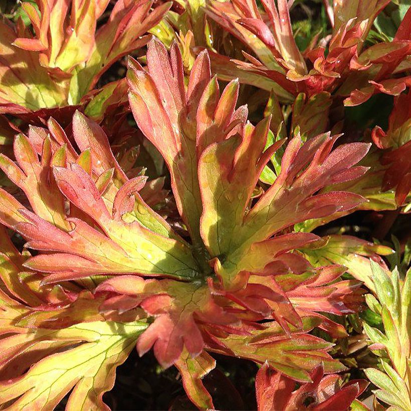 Aconitum carmichaelii Royal Flush (Foliage)