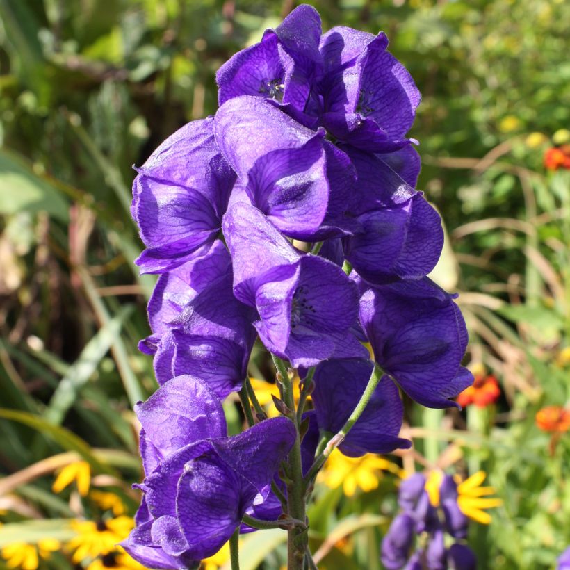 Aconitum carmichaelii Royal Flush (Flowering)