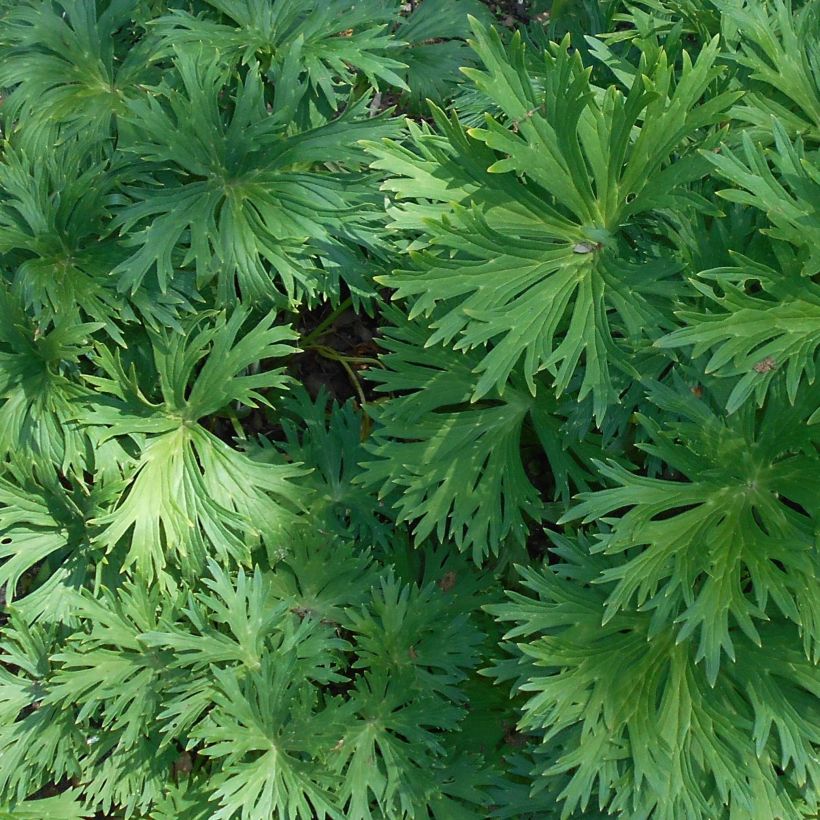 Aconitum lamarckii (Foliage)