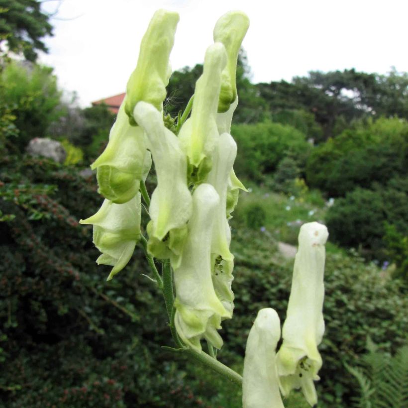 Aconitum lamarckii (Flowering)