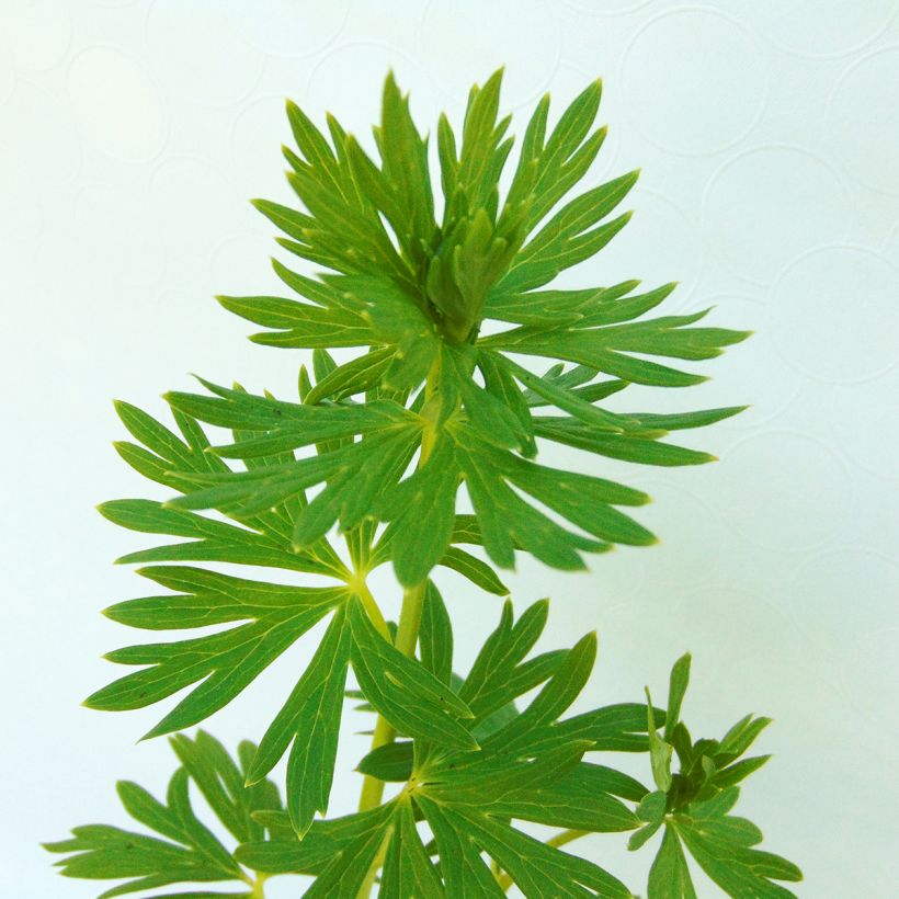 Aconitum napellus (Foliage)