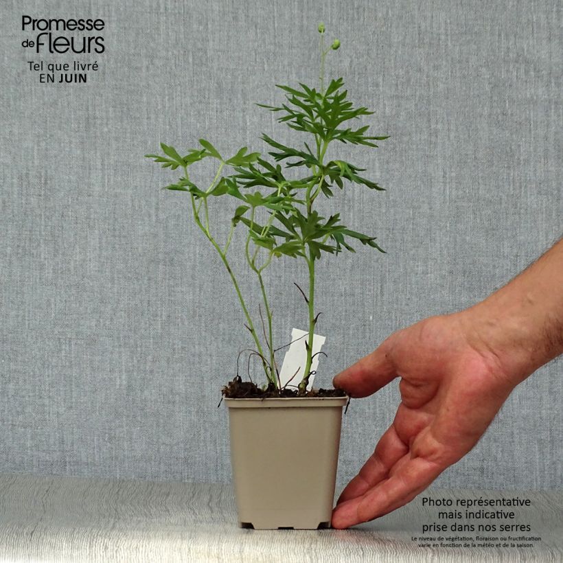 Aconitum napellus 8/9 cm pot sample as delivered in summer
