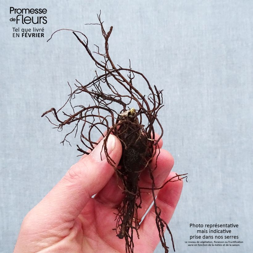 Aconitum napellus Bare root sample as delivered in winter