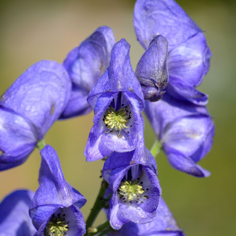 Aconitum napellus (Flowering)