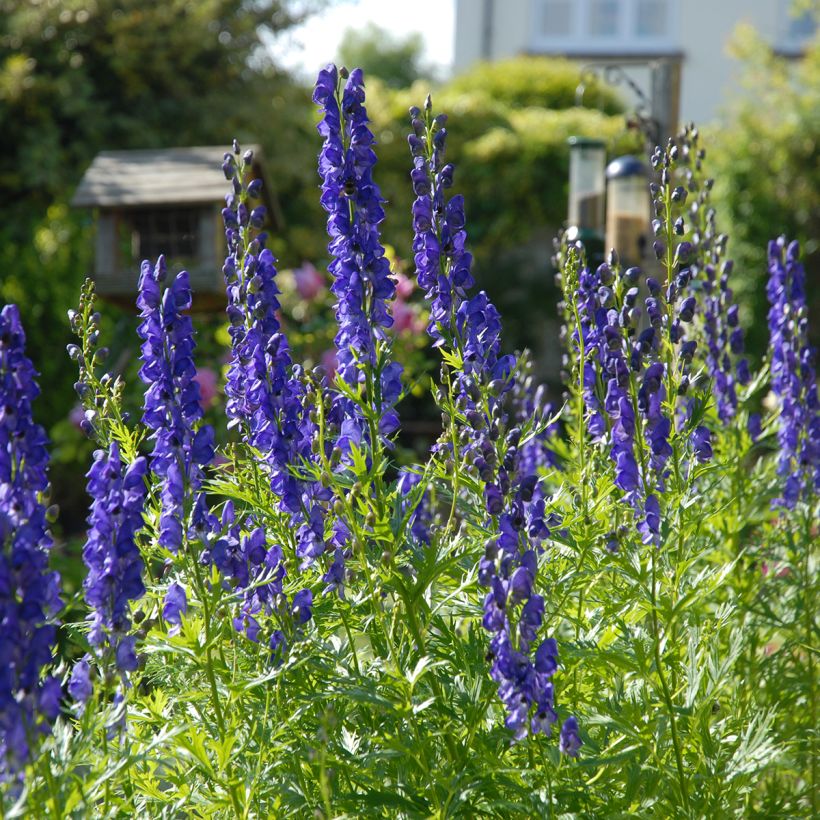 Aconitum napellus (Plant habit)