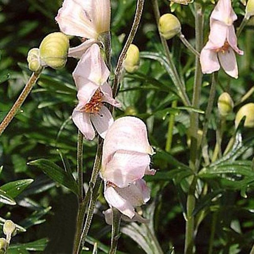 Aconitum napellus Rubellum (Flowering)