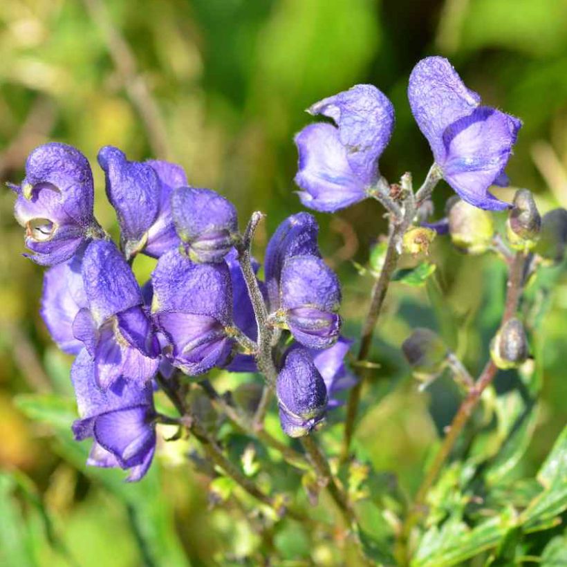 Aconitum napellus subsp. vulgare (Flowering)