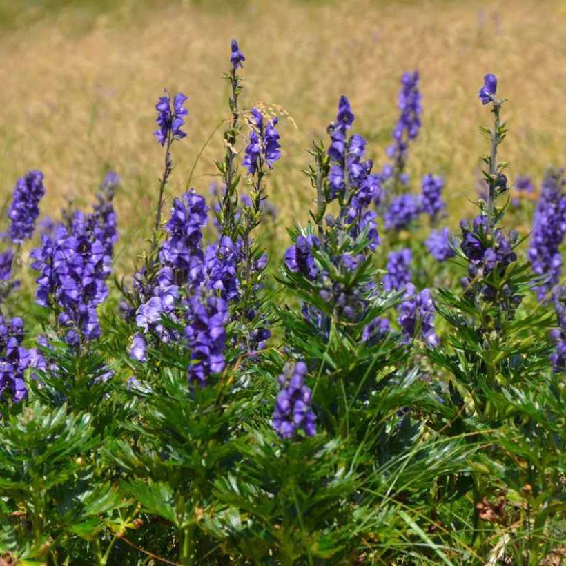 Aconitum napellus subsp. vulgare (Plant habit)