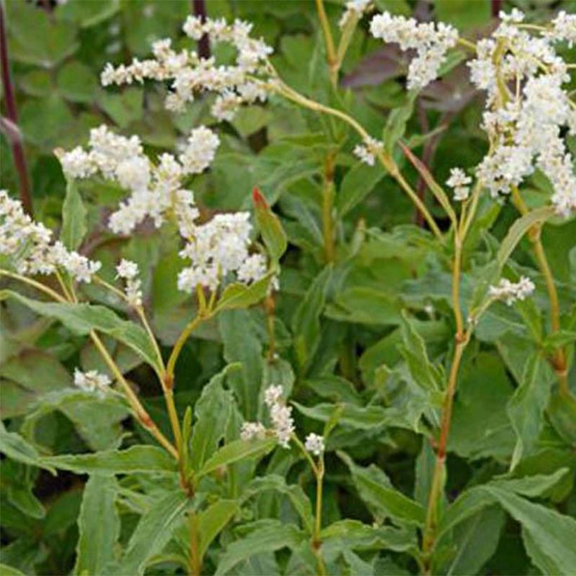 Aconogonon tortuosum var. glabrifolium (Flowering)