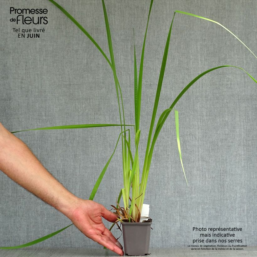 Acorus calamus 8/9 cm pot sample as delivered in summer