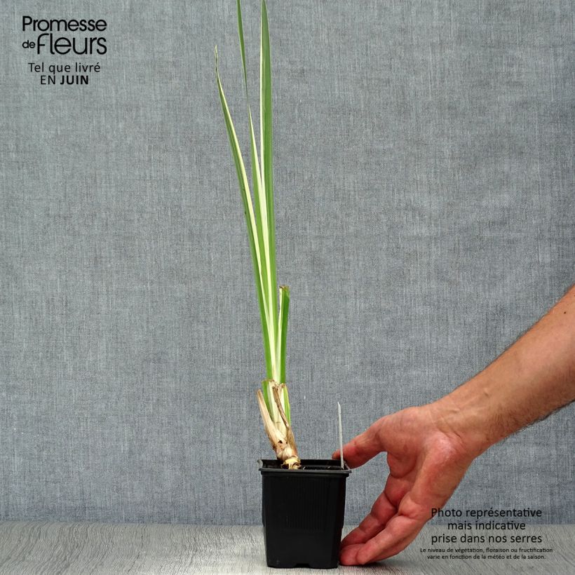 Acorus calamus Variegatus 8/9 cm pot sample as delivered in summer