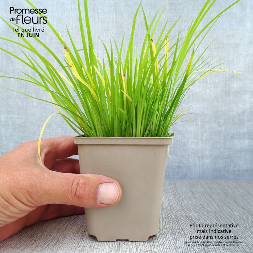 Acorus gramineus 8/9 cm pot sample as delivered in summer