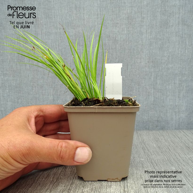 Acorus gramineus Hakuro-nishiki 8/9 cm pot sample as delivered in summer