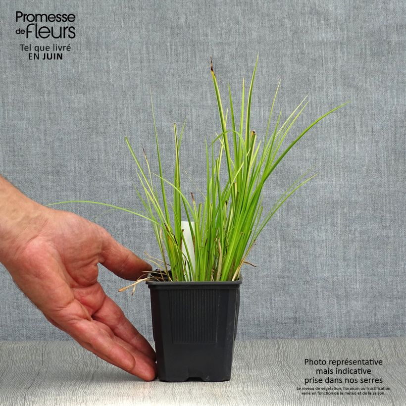 Acorus gramineus Ogon - Variegated Japanese Sweet Flag 8/9 cm pot sample as delivered in summer