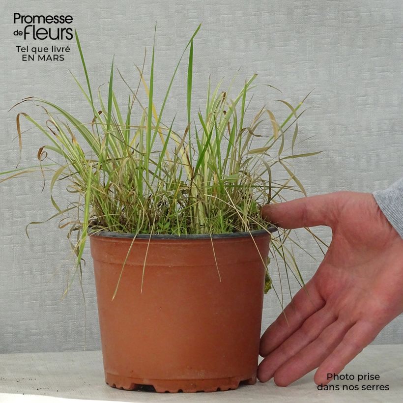 Acorus gramineus Variegatus 2L/3L pot sample as delivered in spring