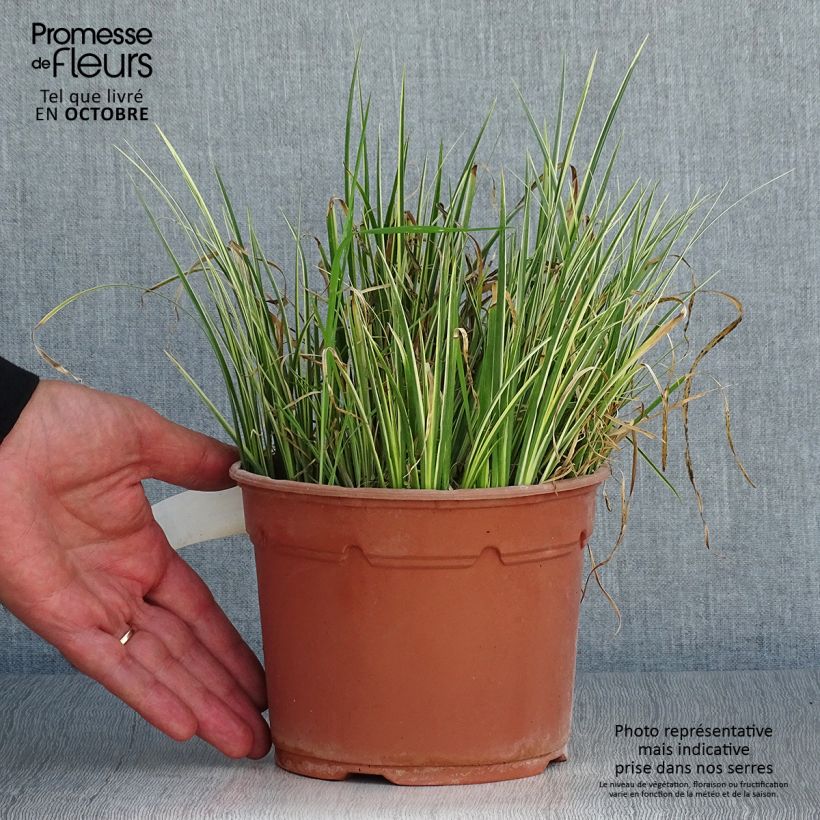 Acorus gramineus Variegatus 2L/3L pot sample as delivered in autumn