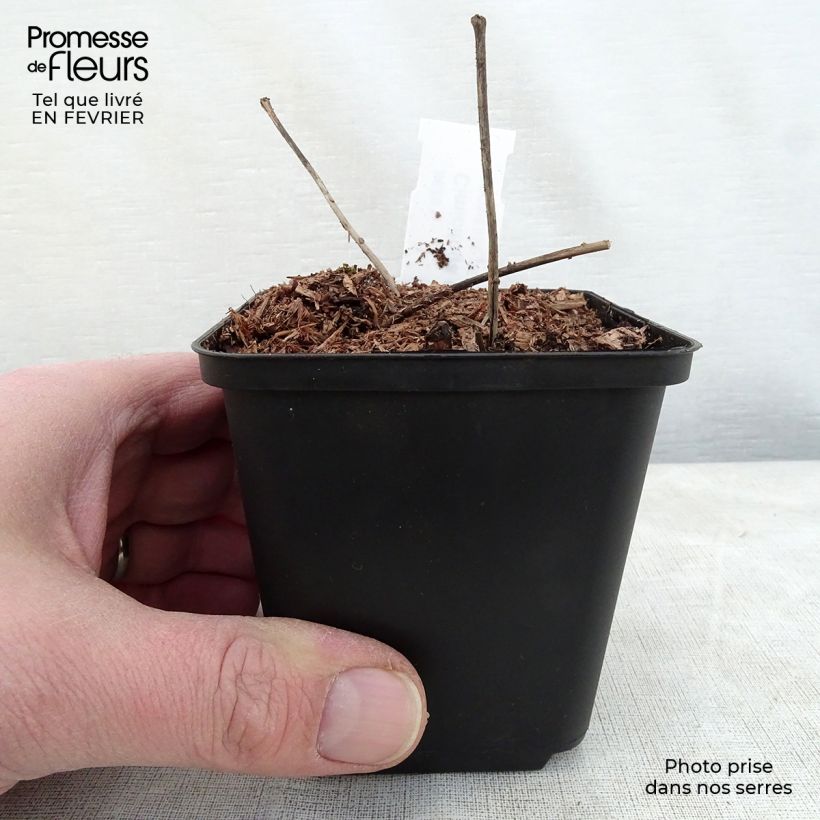Cimicifuga dahurica 8/9 cm pot sample as delivered in winter