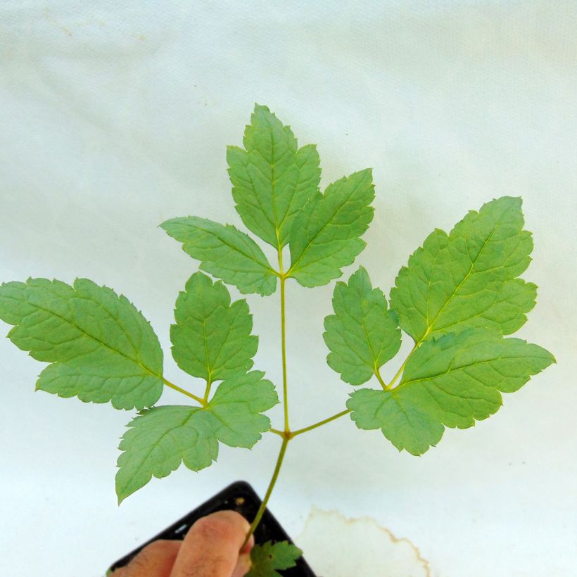 Actaea pachypoda Misty Blue (Foliage)