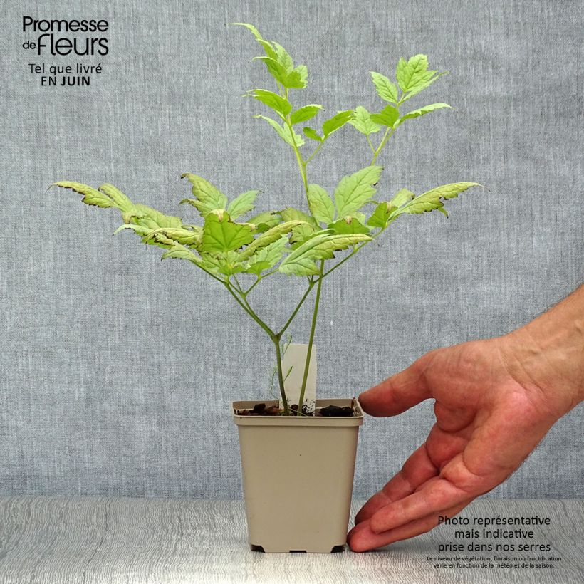 Actaea pachypoda Misty Blue 8/9 cm pot sample as delivered in summer