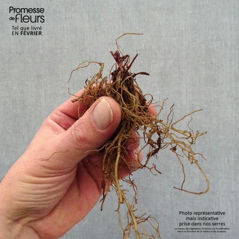 Actaea pachypoda Misty Blue Bare root sample as delivered in winter