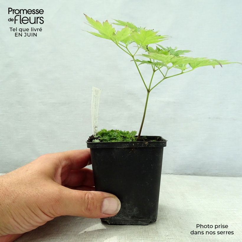 Actaea rubra 8/9 cm pot sample as delivered in summer