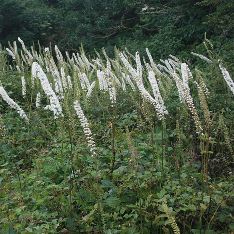 Actaea simplex Carbonella (Flowering)