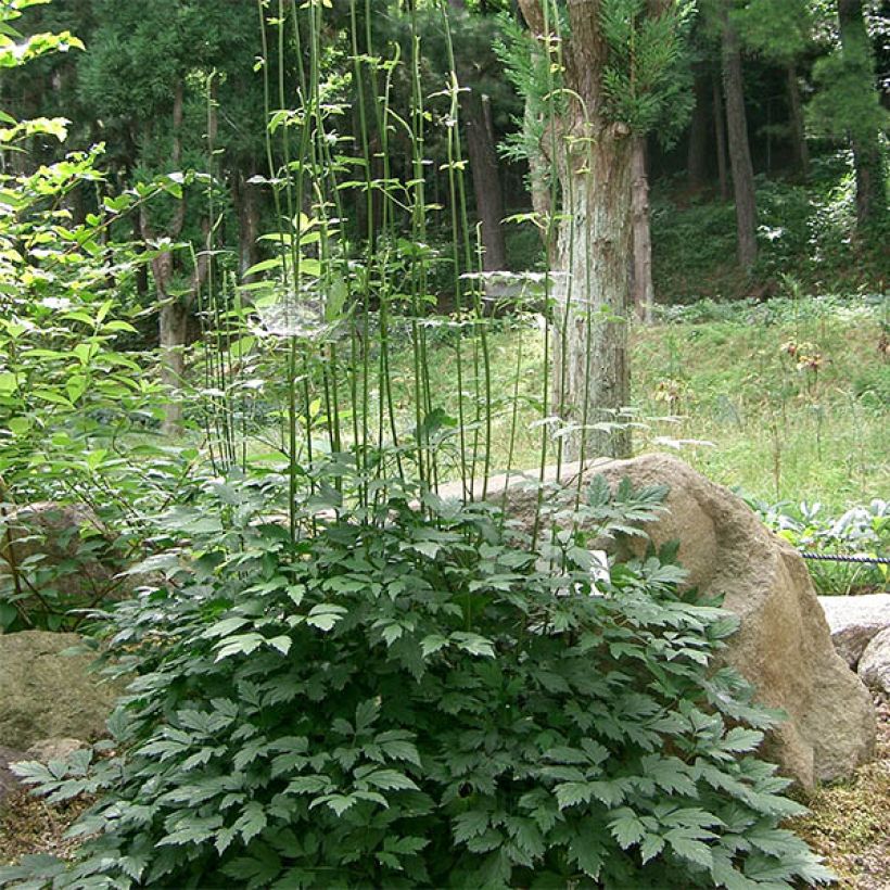 Actaea simplex Carbonella (Plant habit)
