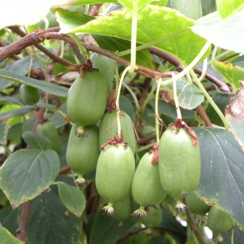 Hardy Kiwi Geneva (self-fertile) - Actinidia arguta (Harvest)
