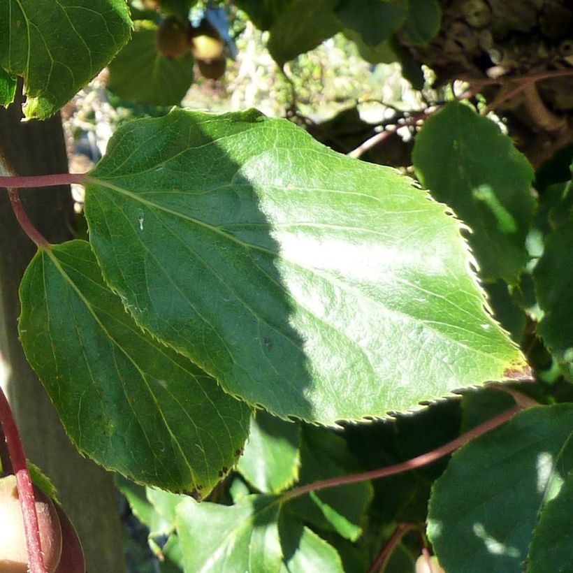Hardy Kiwi Purpurea (female) - Actinidia arguta (Foliage)