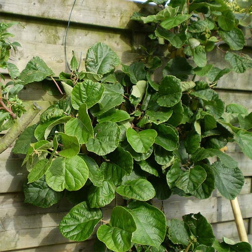 Kiwi Plant Belen (male) - Actinidia deliciosa (Foliage)