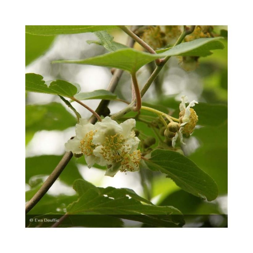 Kiwi Plant Belen (male) - Actinidia deliciosa (Flowering)