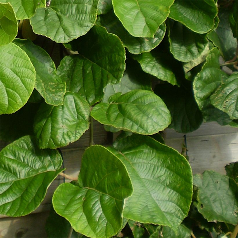 Kiwi Plant Tomuri (male) - Actinidia deliciosa (Foliage)