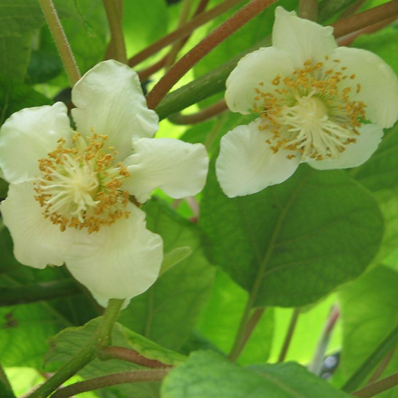 Kiwi Plant Tomuri (male) - Actinidia deliciosa (Flowering)